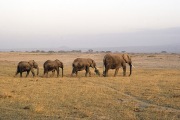 ELEPHANT LINE AT KILAMANJARO