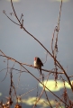 CRIMSON FINCH LAKE KUNUNURRA