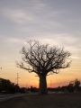 KUNUNURRA BOAB AT SUNRISE