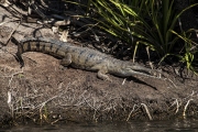 ORD RIVER FRESHWATER CROCODILE