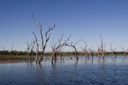 FLOODED FOREST, LILY CREEK LAGOON, ORD RIVER SYSTEM  WA