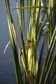 REED FINCH KUNUNURRA PARK