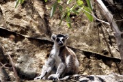 RINGTAIL LEMUR