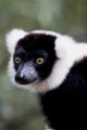 MADAGASCAN RUFFED LEMUR