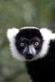 RUFFED LEMUR