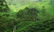 Tea Plantation Cameron Highlands