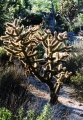 GLOWING CACTUS TREE