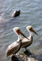 MEXICAN PELICANS