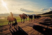 CAMEL TRAIN CENTRAL MONGOLIA