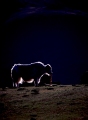 YAK BATHED IN A RING OF EVENING LIGHT