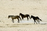 NAMIBIAN DESERT HORSES