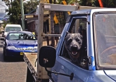 BELLINGEN BLUE HEELER