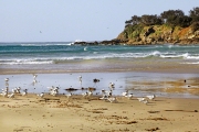 SANDON BEACH BIRDS