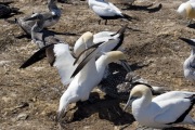 AUSTRALASIAN GANNETS