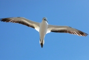 AUSTRALIASIA GANNET CAPE KIDNAPPERS  NAPIER