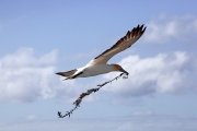 AUSTRALIASIA GANNET FLYING CAPE KIDNAPPERS  NAPIER