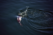 CORMORANT UNDERWATER