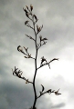 FLAX FLOWERS