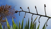 NZ NATIVE FLAX AND FERNS