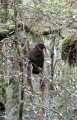 FOREST KEA MILFORD