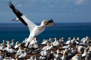 AUSTRALASIAN GANNET COLONY CAPE KIDNAPPERS