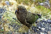 KEA, NZ ALPINE PARROT