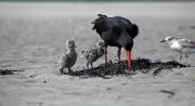 OYSTER CATCHER CHICKS