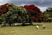 POHUTUKAWA TREES IN BLOOM