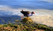 PUKEKO AT LAKE ROTORUA