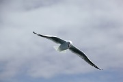 SEAGULL IN FLIGHT