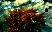 KELP