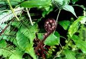 NZ FERN