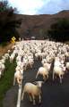 SHEEP TRAFFIC