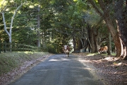 SYCAMORES AND COWS NORFOLK ISLAND