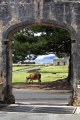 NORFOLK ISLAND'S FREE RANGE COWS