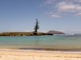 LONE PINE NORFOLK ISLAND