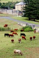 NORFOLK GRAZING COWS