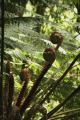 NZ NATIVE PALM FRONDS