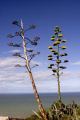 FLAX PLANTS