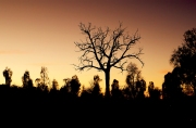 Uluru Surrounds At Dawn