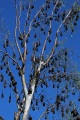 FLYING FOX TREE