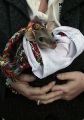 ORPHAN JOEY