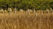 MAGNETIC TERMITE MOUNDS LITCHFIELD NATIONAL PARK