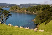 SHEEP LINE, BAY OF ISLANDS NZ