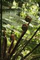 nl001PalmFronds