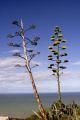 nl005FlaxPlants