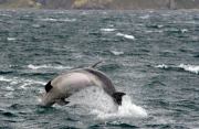 nl012BottleNosedDolphin