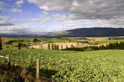 FARM SCENE, CANTERBURY, NZ