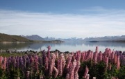 LAKE TEKAPO LUPIN DISPLAY