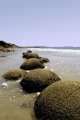 MOERAKI BOULDERS PORTRAIT